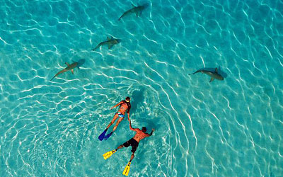 Haaien omringen snorkelaars