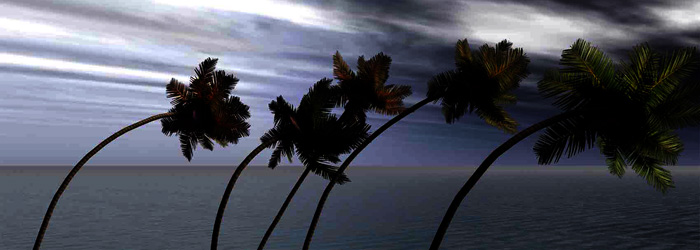 Palmen buigen onder het geweld van een orkaan